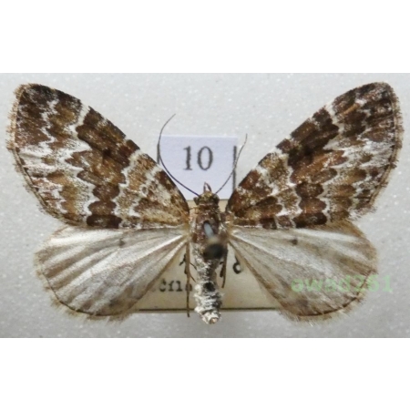 Electrophaes corylata (Thunberg, 1792) Czech10